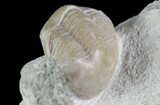 Illaenus Oblongatus Trilobite - Russia #31311-4